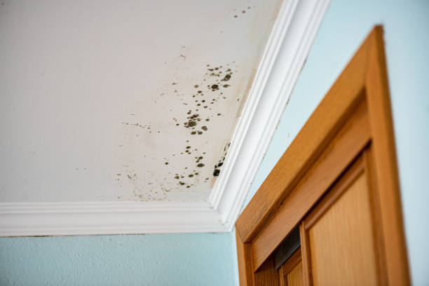 Best Insurance-Related Mold Remediation in Prudhoe Bay, AK