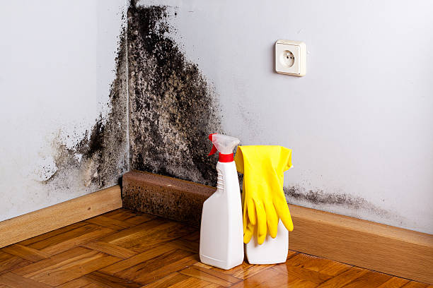Best White Mold Remediation in Prudhoe Bay, AK
