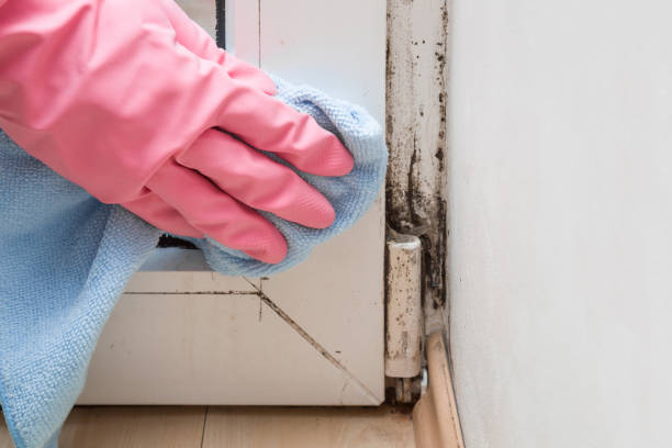 Best Attic Mold Remediation in Prudhoe Bay, AK